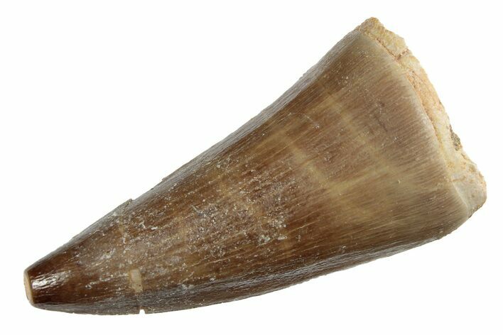 Fossil Mosasaur (Prognathodon) Tooth - Morocco #237109